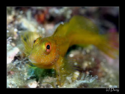 Photo taken in l'Estartit - funny blennie by Daniel Strub 